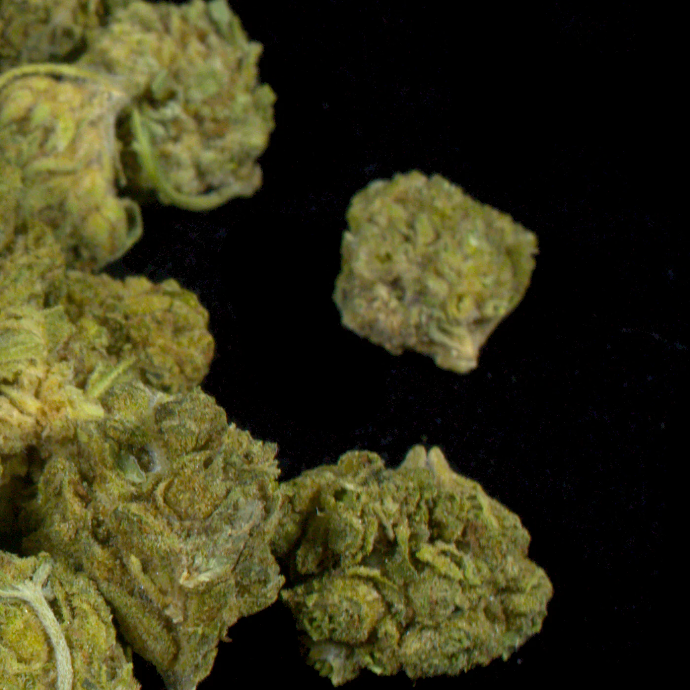 Gelato OG (BOGO) - Image 3